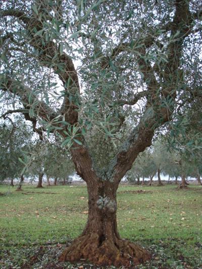 OLIVO RAMIFICATO VENDITA